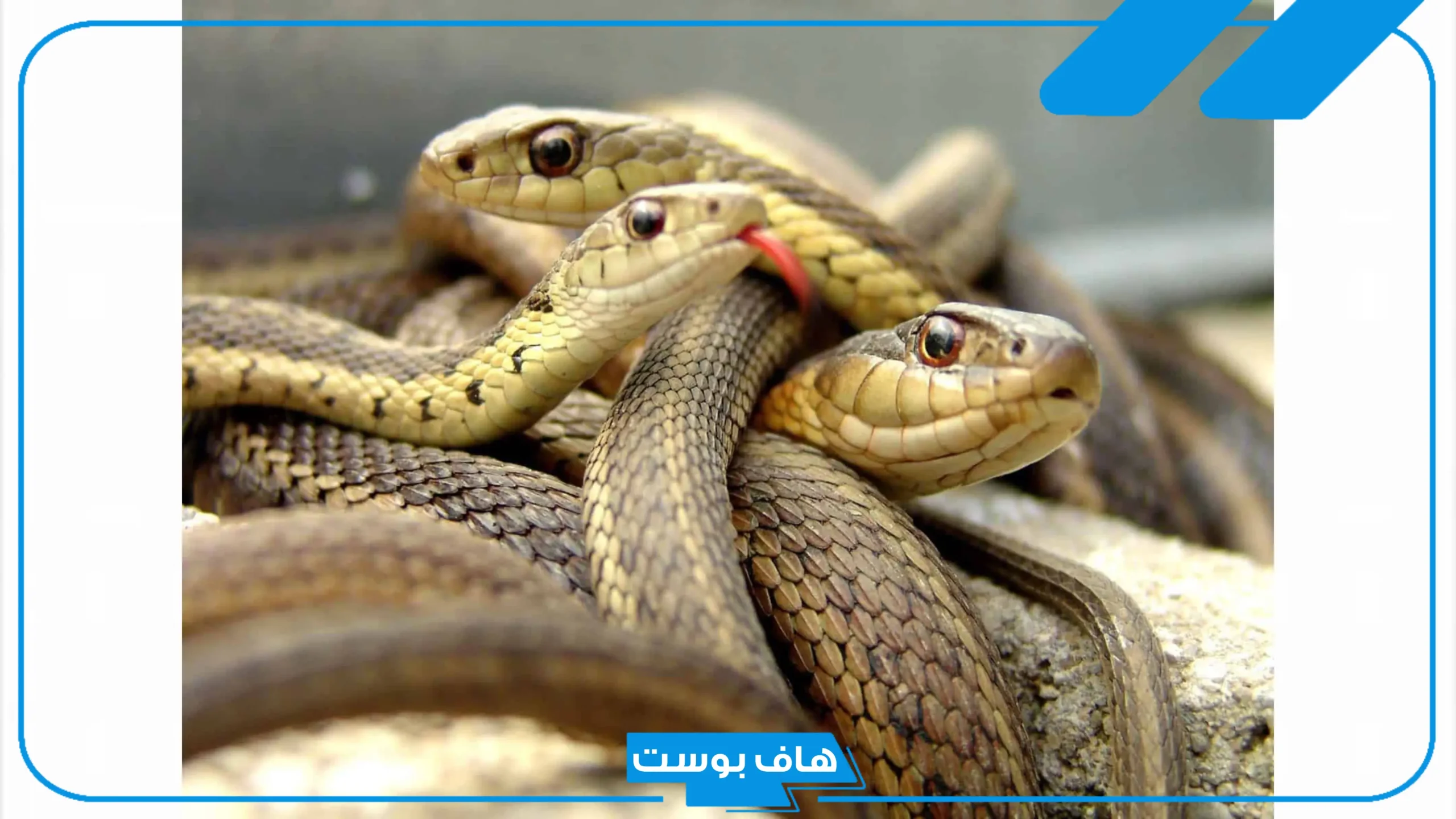 تفسير حلم الثعابين الصغيرة في المنام للمتزوجة والعزباء وقتلها عند ابن سيرين