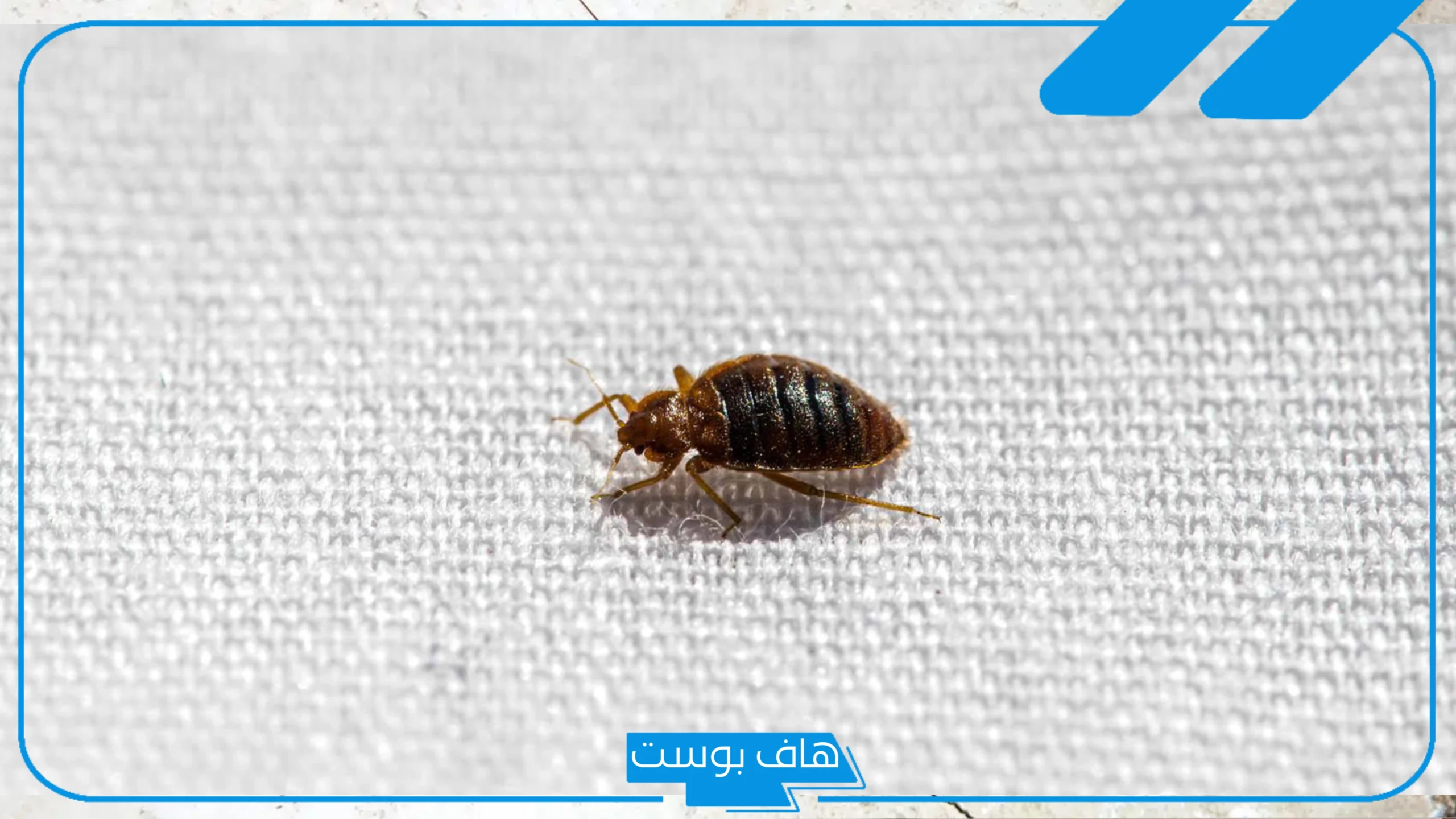 تفسير حلم الحشرات الصغيره في المنام للمتزوجة داخل المنزل للعالم ابن سيرين