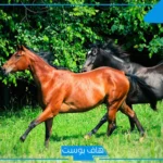 تفسير حلم ركوب الخيل للمتزوجه مع شخص أعرفه في منام المرأة لابن سيرين