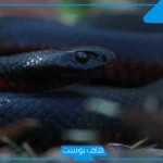 تفسير رؤية الحية السوداء في المنام للعزباء والمتزوجة لابن سيرين