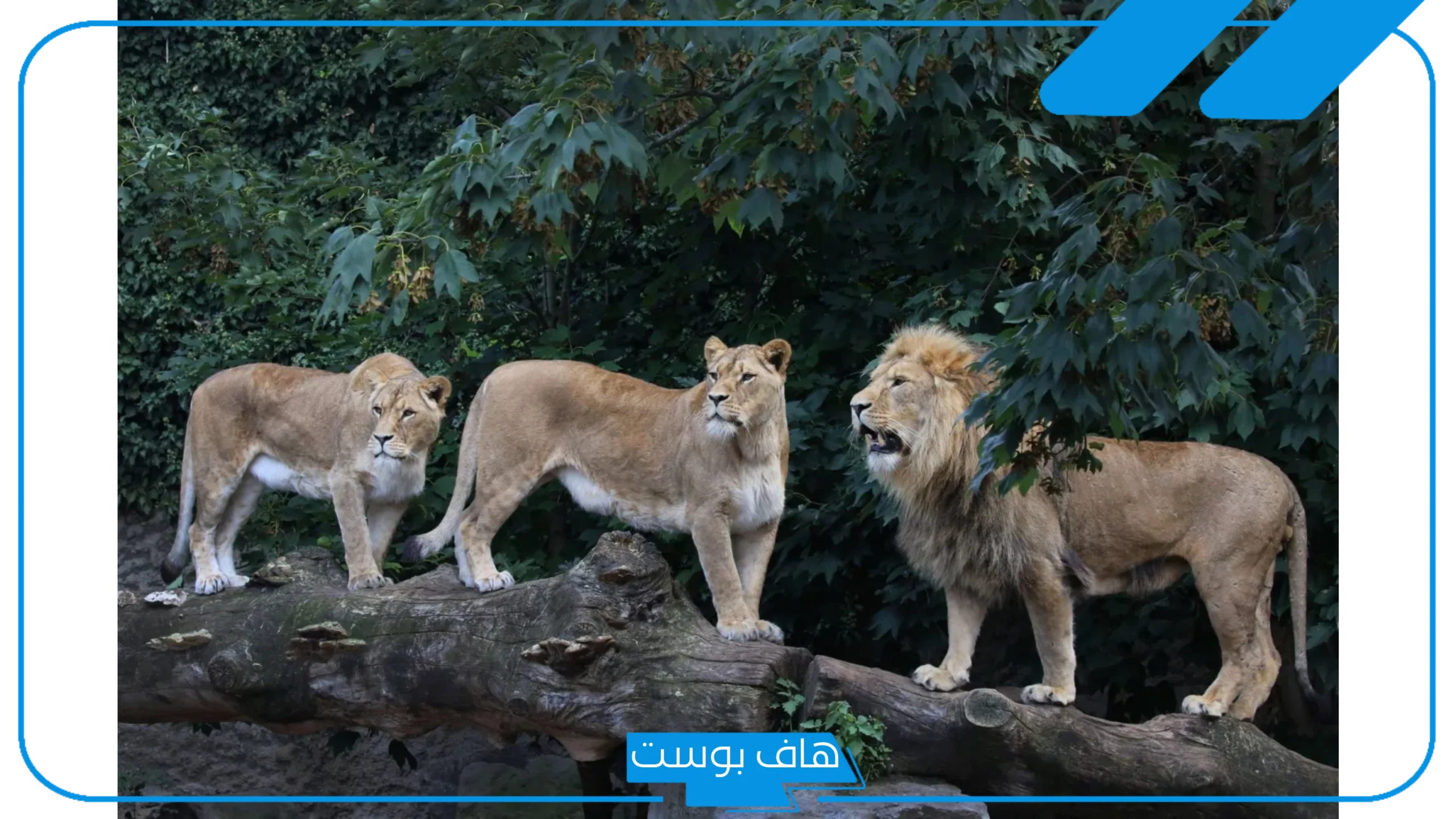 تفسير حلم الحيوانات في المنام للمتزوجة ورموزها للعالم ابن سيرين