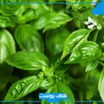 تفسير رؤية الريحان في المنام للمتزوجة والحامل لابن سيرين 