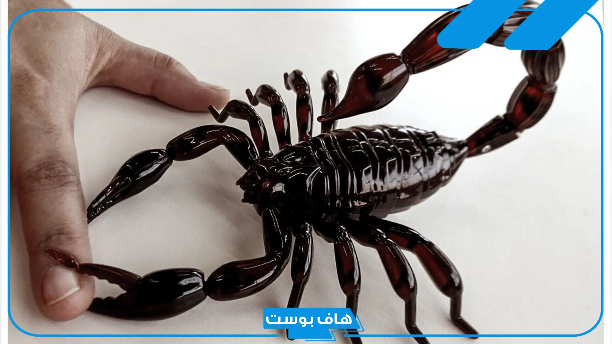 تفسير حلم العقرب الأسود في المنام للرجل والمرأة المتزوجة لكبار العلماء