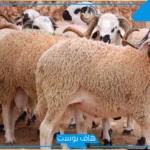 تفسير حلم رؤية الغنم في المنام للمتزوجة ورعيها للعالم ابن سيرين