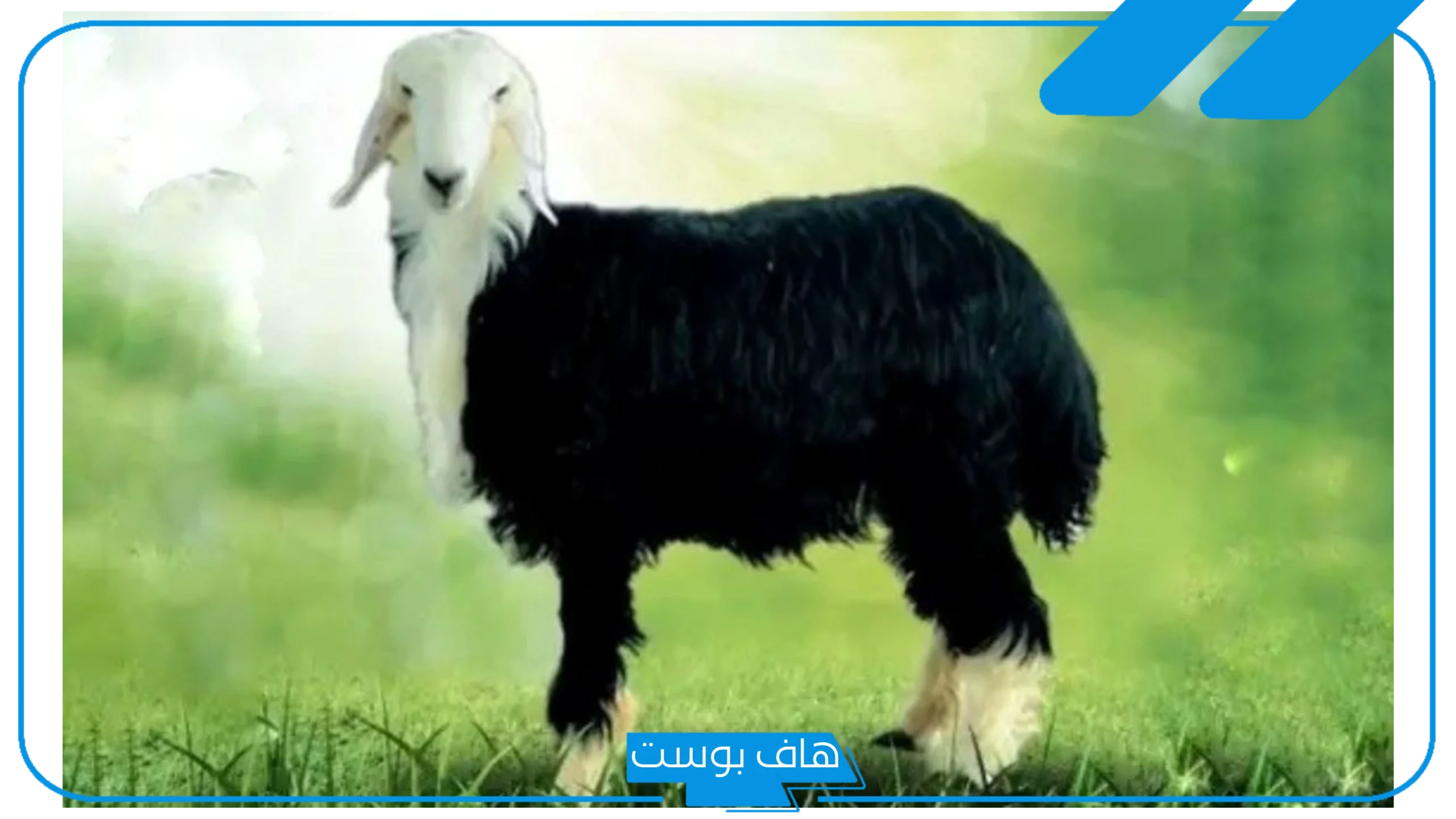 تفسير حلم رؤية الغنم في المنام للمتزوجة ورعيها للعالم ابن سيرين