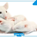 تفسير حلم الفار الصغير في المنام للمتزوجة والرجل للعالم ابن سيرين