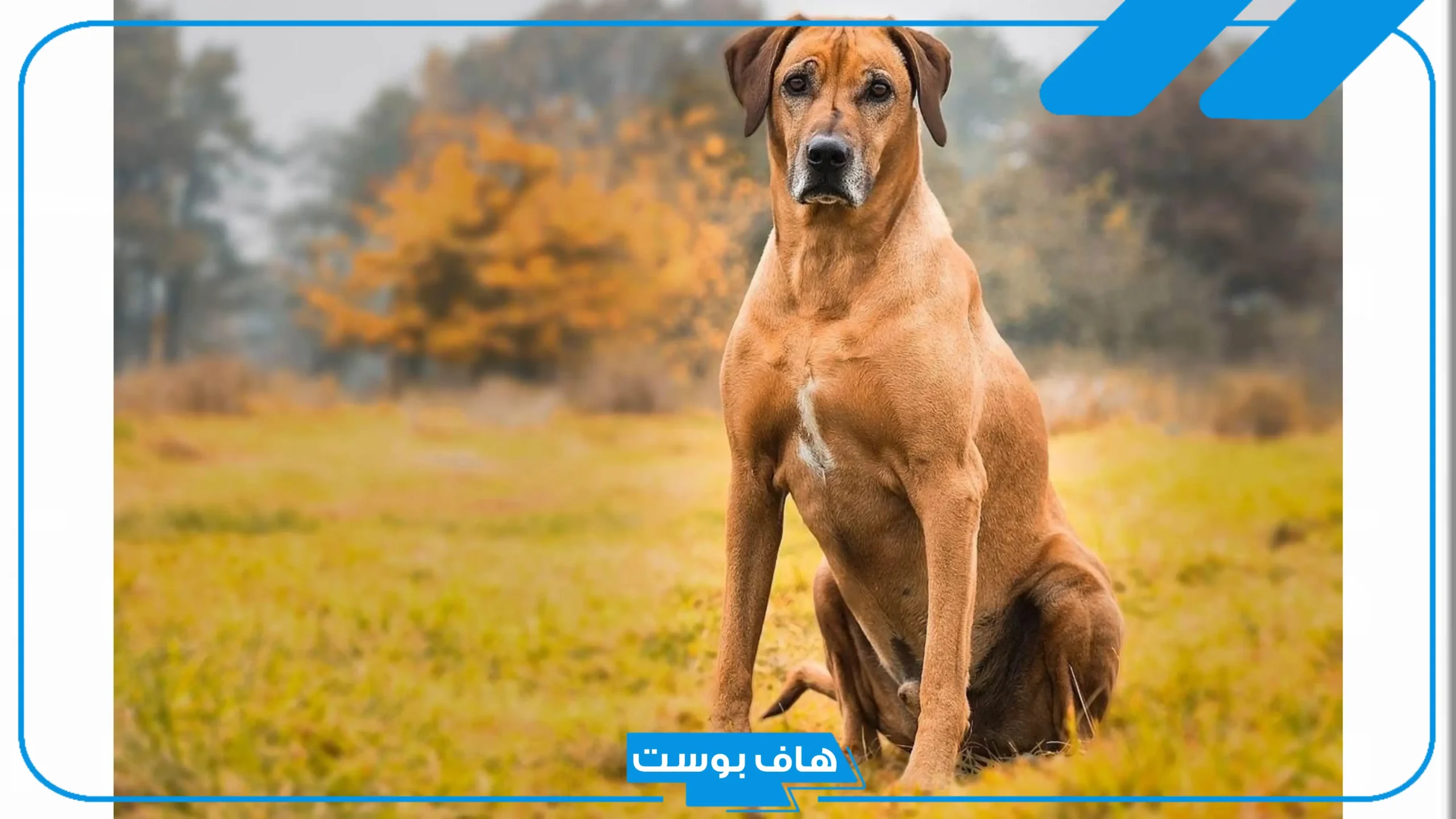 تفسير حلم الكلب البني في المنام ونباحه للمتزوجة والعزباء لابن سيرين