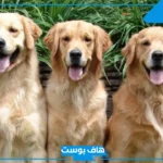 تفسير رؤية الكلاب في المنام للعزباء والمتزوجة وعضتها لابن سيرين