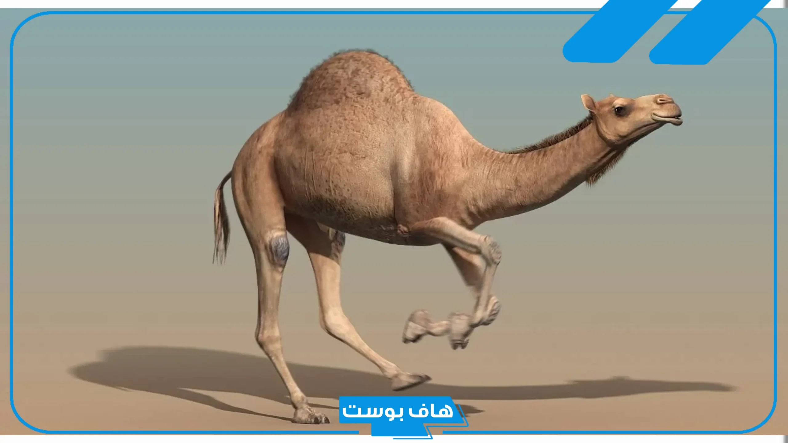 تفسير الحلم بالناقه في المنام للمتزوجة والعزباء والرجل لابن سيرين