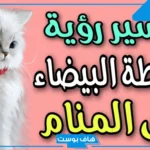 تفسير حلم رؤية القطط البيضاء في المنام للمتزوجة والعزباء لابن سيرين