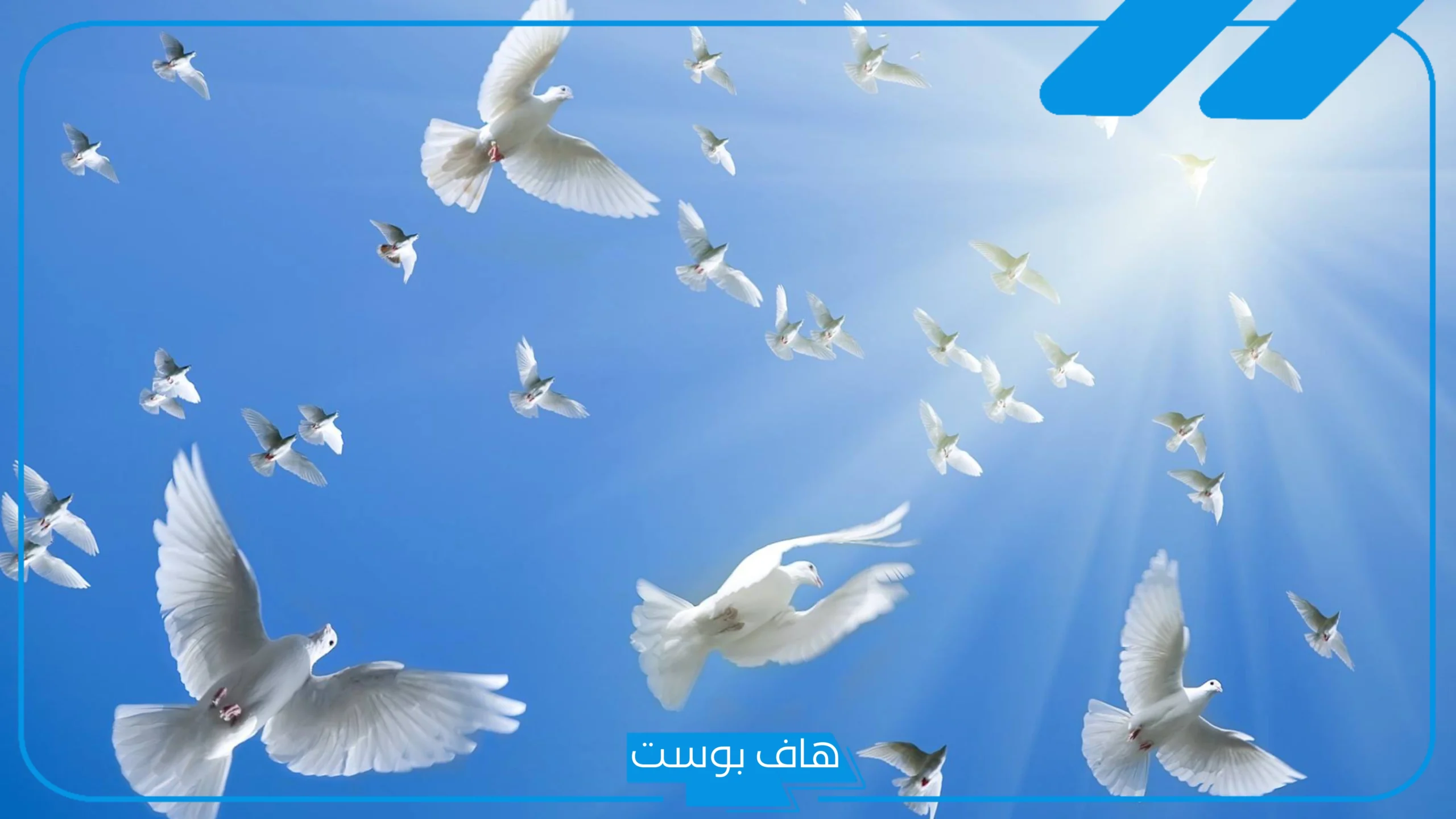 تفسير حلم الحمام الابيض في المنام للعزباء والمتزوجة لابن سيرين