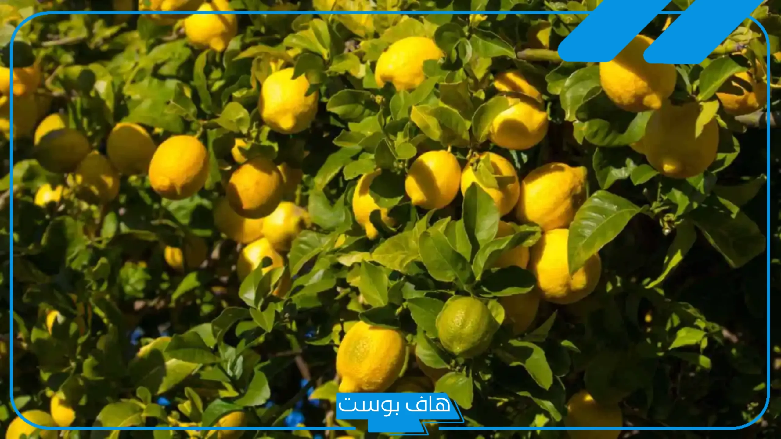 تفسير حلم شجرة الليمون في المنام للمتزوجة والعزباء لابن سيرين
