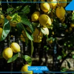 تفسير حلم شجرة الليمون في المنام للمتزوجة والعزباء لابن سيرين