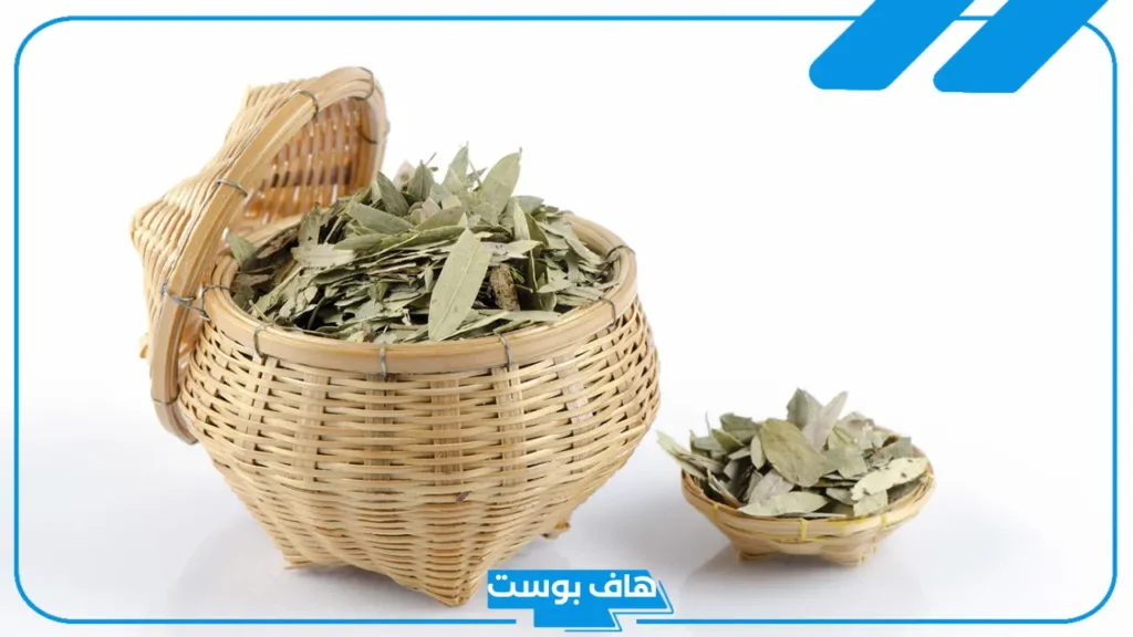 تجربتي مع السنامكي للتنحيف والتخلص من الدهون.. فوائد السنامكي للرجيم
