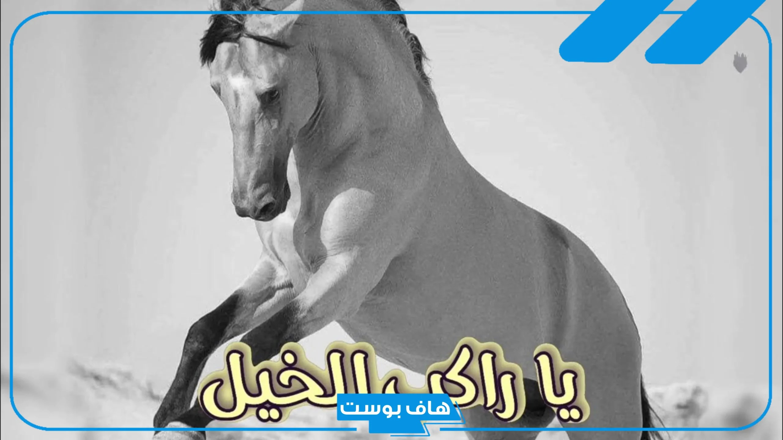 أجمل كلام وعبارات عن الخيل والمرأة انستقرام وتويتر