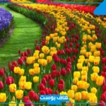 ما هو معنى زهرة التوليب؟ أنواع زهر التوليب وحقائق عنها