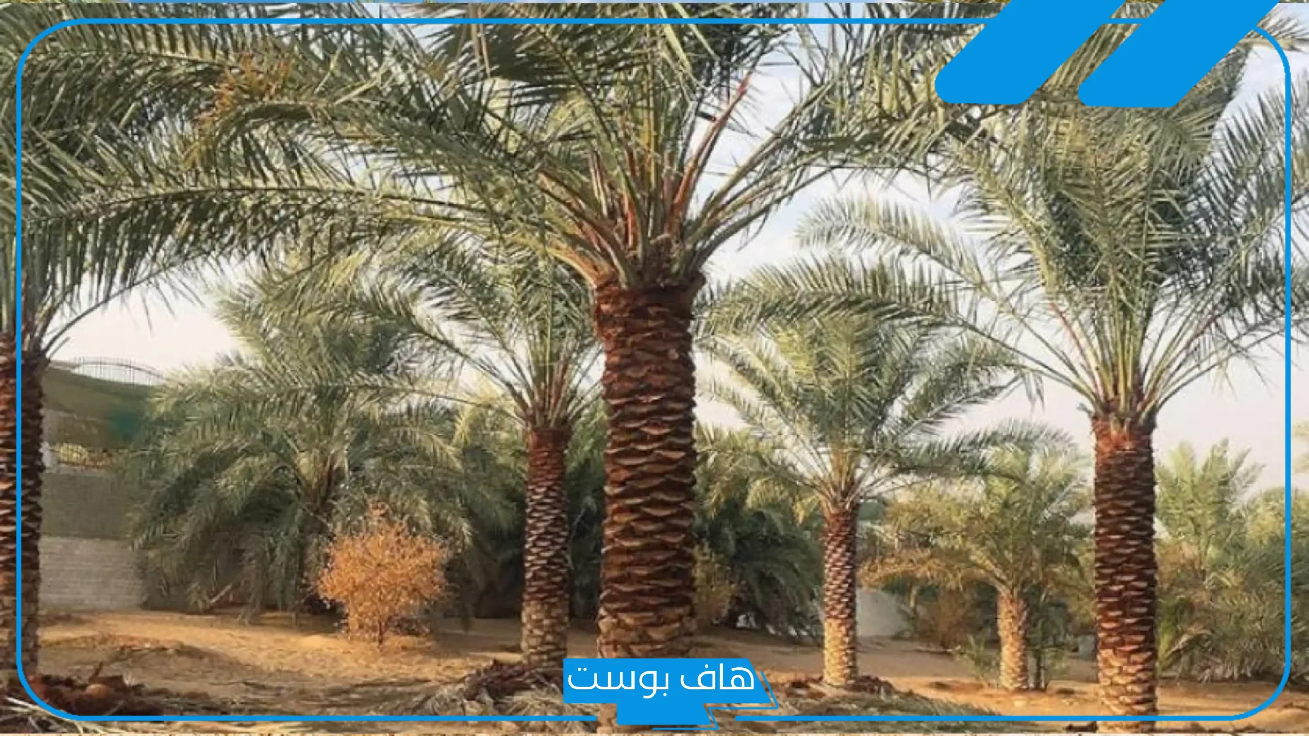 تفسير حلم النخلة في المنام للرجل والمرأة المتزوجة للعالم ابن سيرين