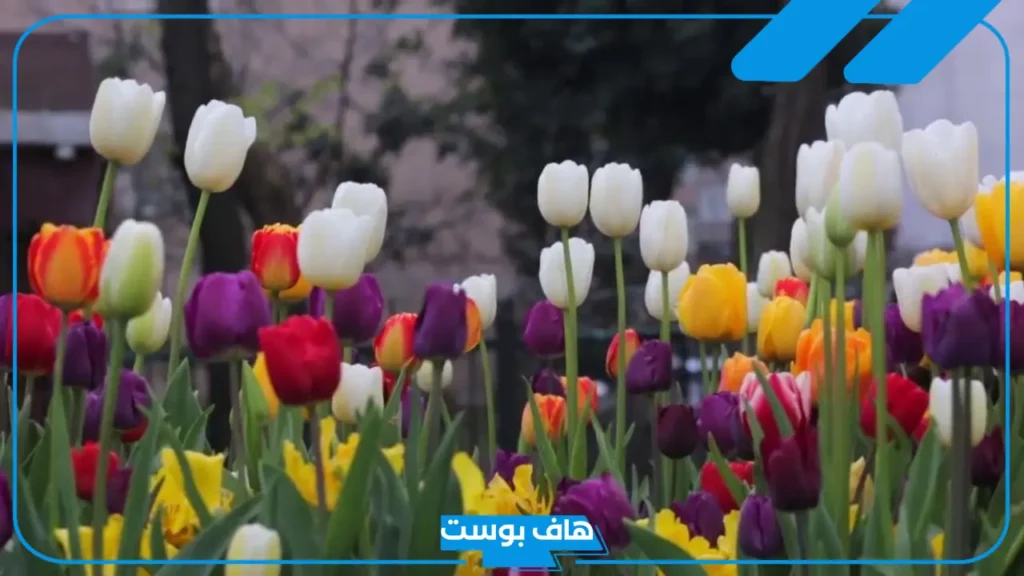 ما هو معنى زهرة التوليب؟ أنواع زهر التوليب وحقائق عنها