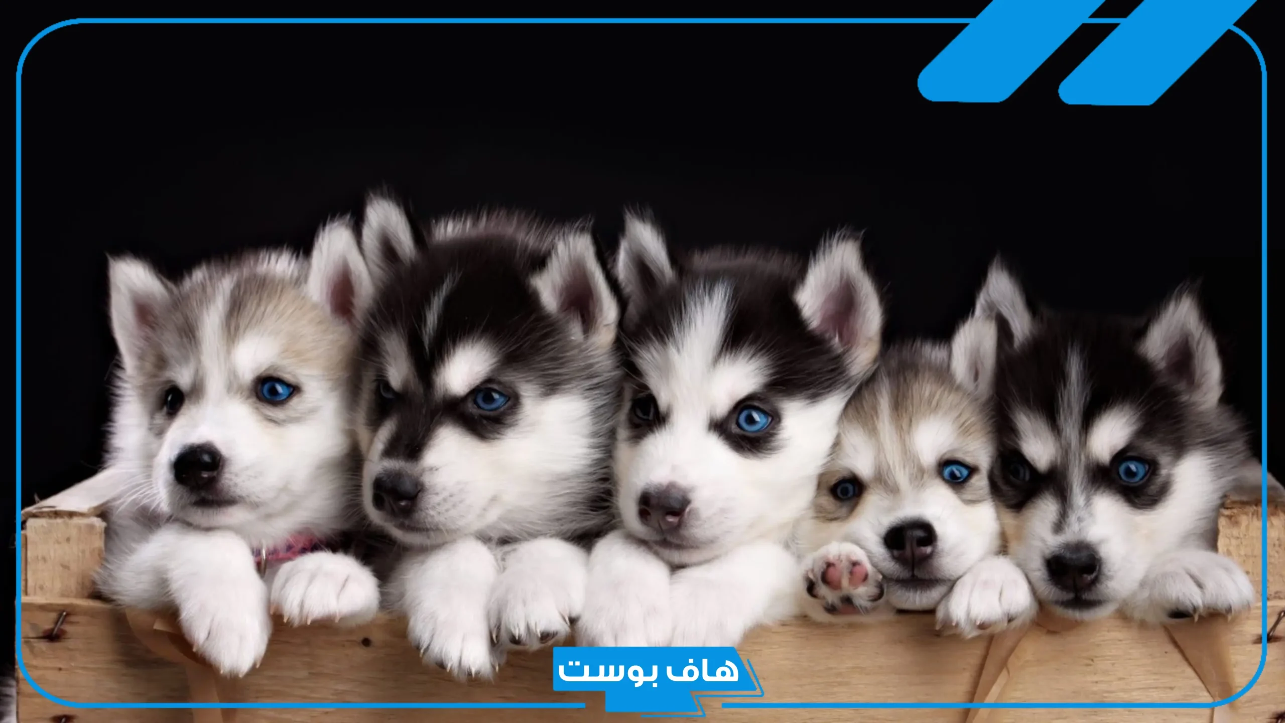 معلومات عن الكلاب وعن حياتها.. عشر صفات للكلب