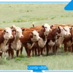 تفسير البقرة في المنام للمتزوجة والعزباء للعالم ابن سيرين