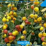 تفسير حلم رؤية السدر في المنام المطحون للعزباء والمتزوجة لابن سيرين