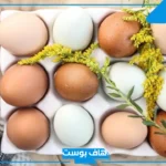 تفسير رؤية البيض في المنام للمتزوجة مسلوق ومكسور لابن سيرين