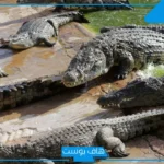 تفسير رؤية التمساح في المنام للمتزوجة والخوف والهروب منه لابن سيرين