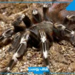 تفسير الحلم بعنكبوت كبير في المنام للرجل والمرأة لابن سيرين 