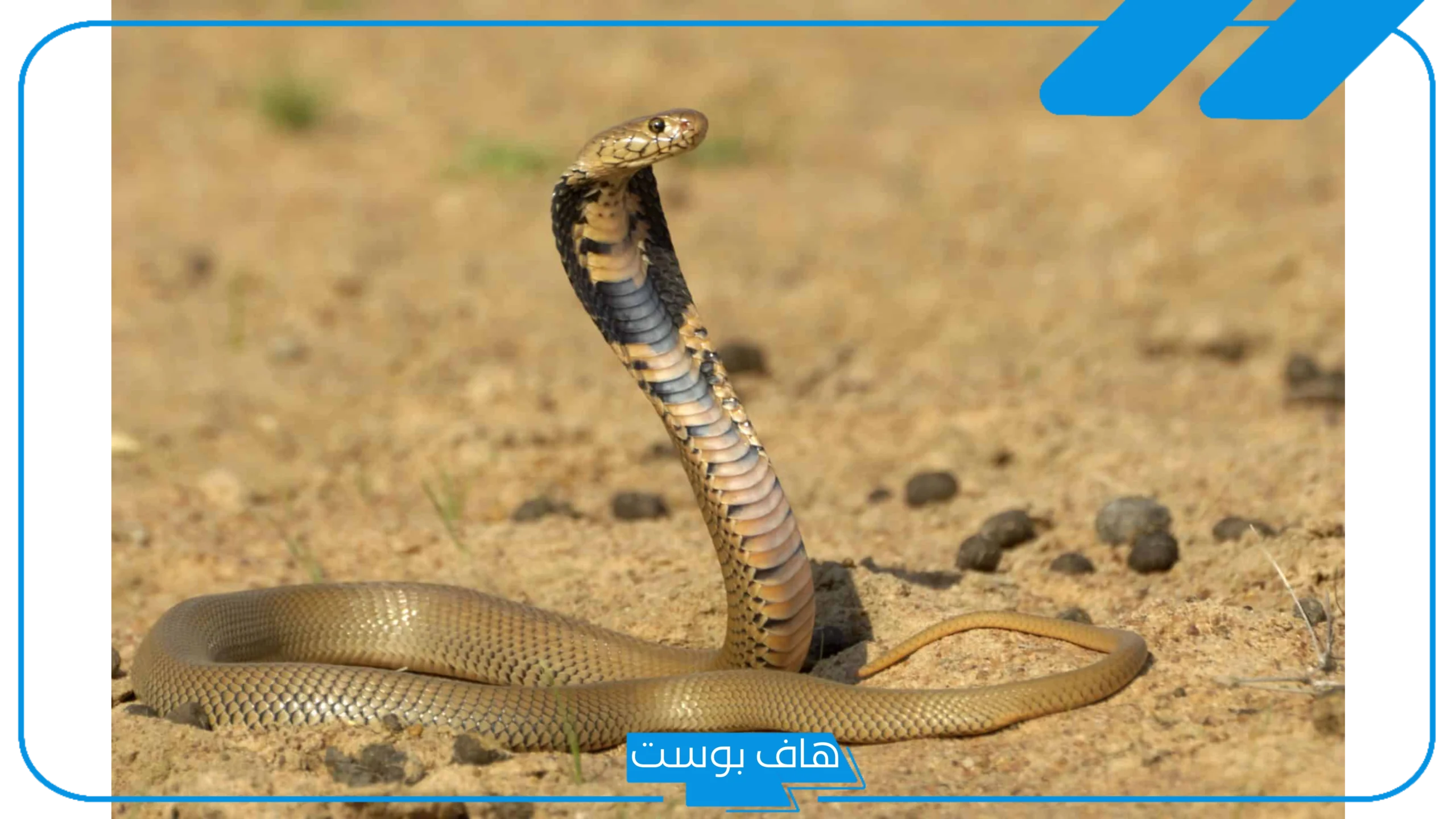 تفسير الحلم بقتل الافعى الخضراء والسوداء في المنام للمتزوجة لابن سيرين