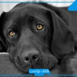 تفسير حلم الكلاب السوداء للمتزوجة والبنية الكثيرة في المنام
