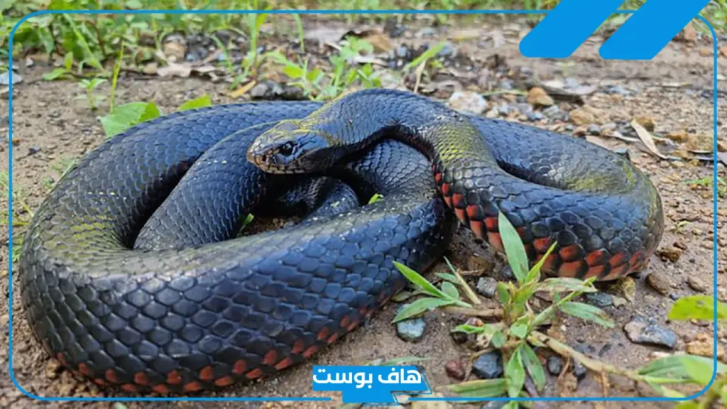 تفسير رؤية الداب الاسود في المنام للمتزوجة والعزباء لابن سيرين