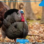 تفسير حلم رؤية الديك الاسود في المنام للمتزوجة وهجومه للرجل