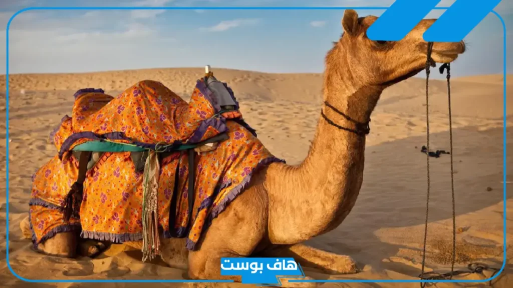 تفسير رؤية الناقة في المنام وولدها للمرأة المتزوجة عند العالم ابن سيرين