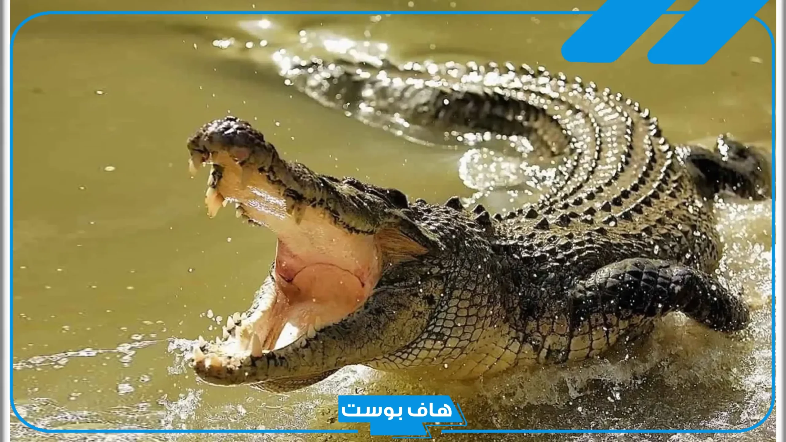 تفسير حلم التمساح يطاردني للمتزوجة داخل البيت والعزباء في المنام