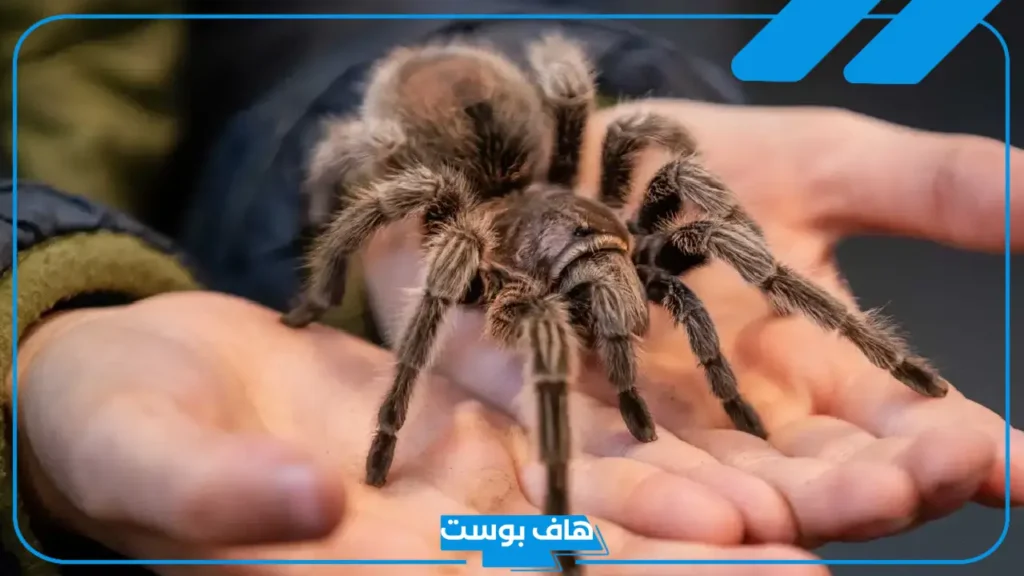 تفسير الحلم بعنكبوت كبير في المنام للرجل والمرأة لابن سيرين 