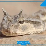 تفسير الحلم بقتل الافعى الخضراء والسوداء في المنام للمتزوجة لابن سيرين