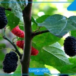 تفسير حلم اكل التوت في المنام من الشجرة للمتزوجة والعزباء لابن سيرين