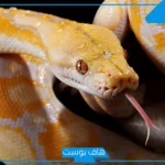 تفسير حلم الحية الصفراء في المنام تلاحقني داخل البيت للعزباء والرجل