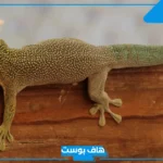 تفسير حلم البرص ورؤيته في المنام على اليد للمتزوجة والعزباء لابن سيرين