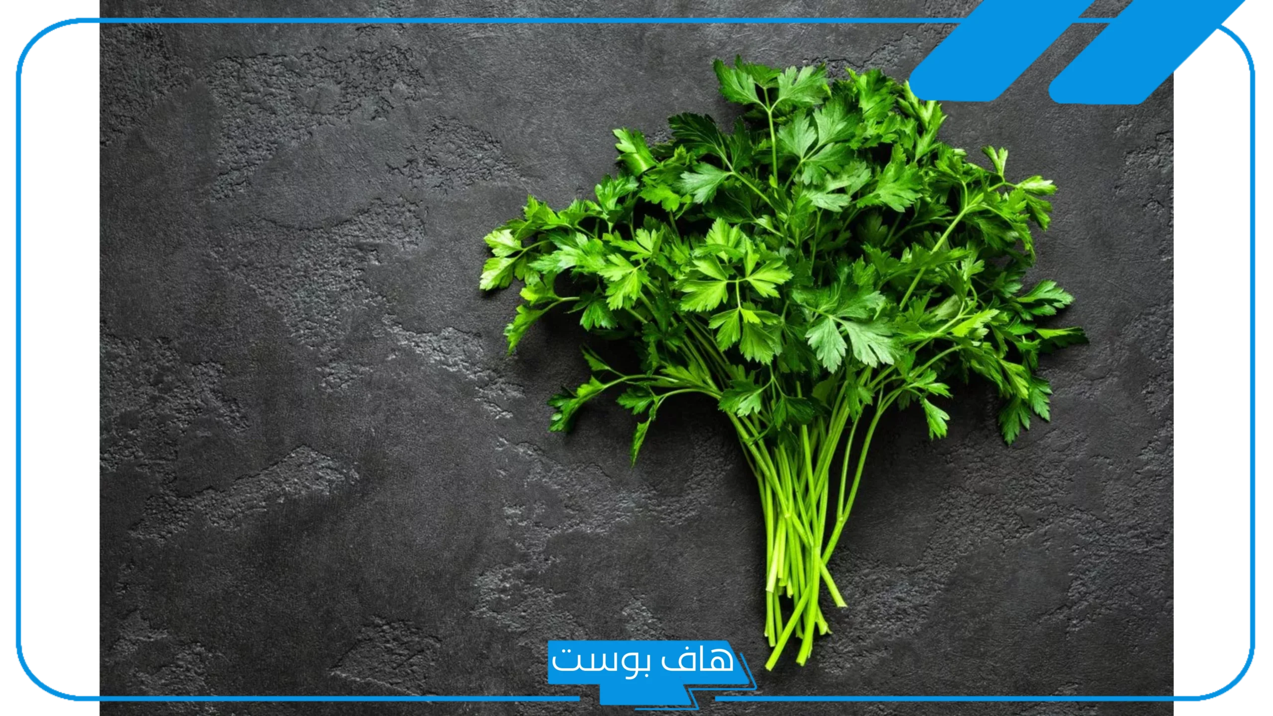 تفسير حلم أكل البقدونس في المنام وفرمه للمتزوجة والعزباء