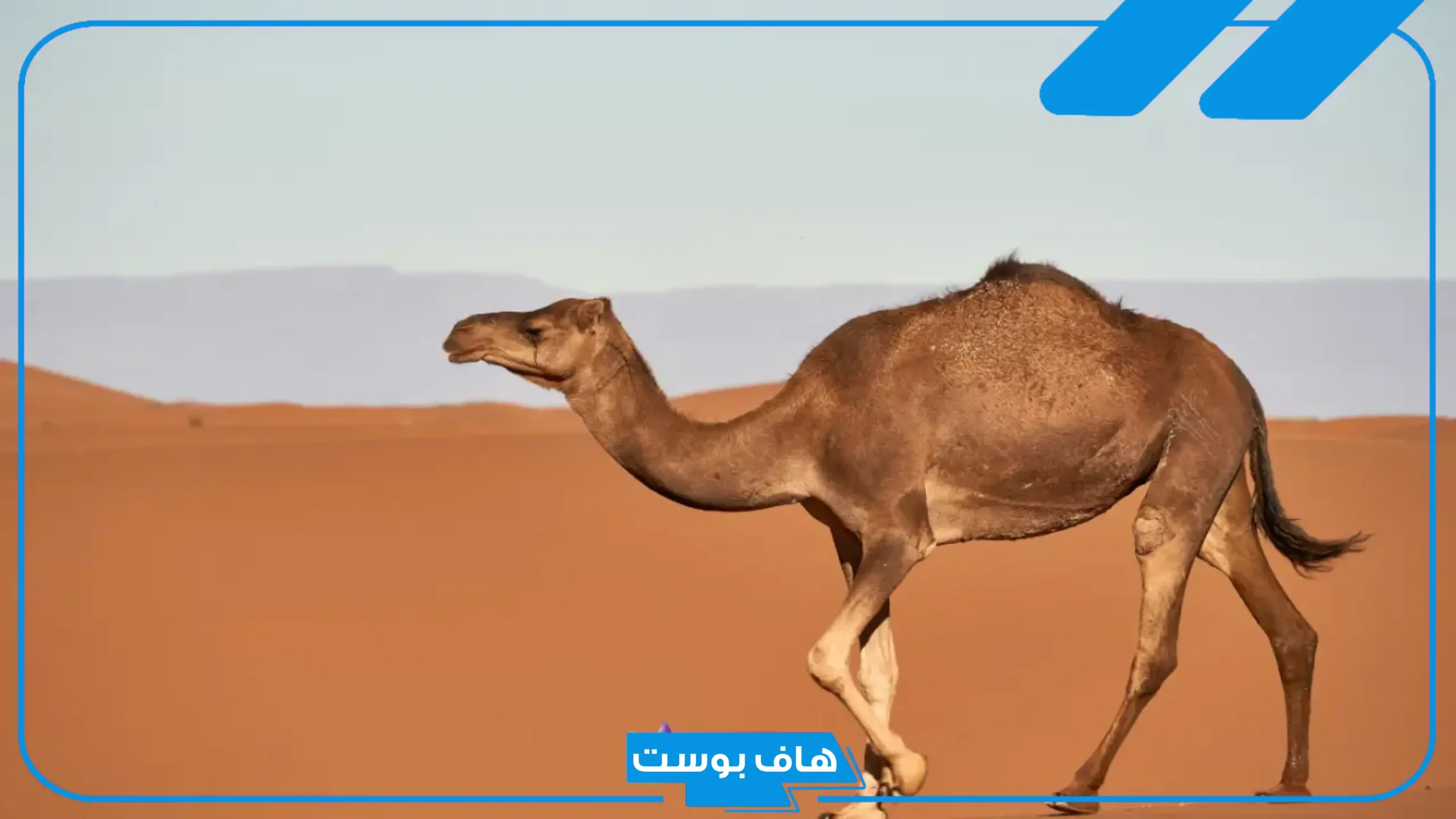 تفسير حلم الجمل الصغير في المنزل لابن سيرين للمرأة المتزوجة