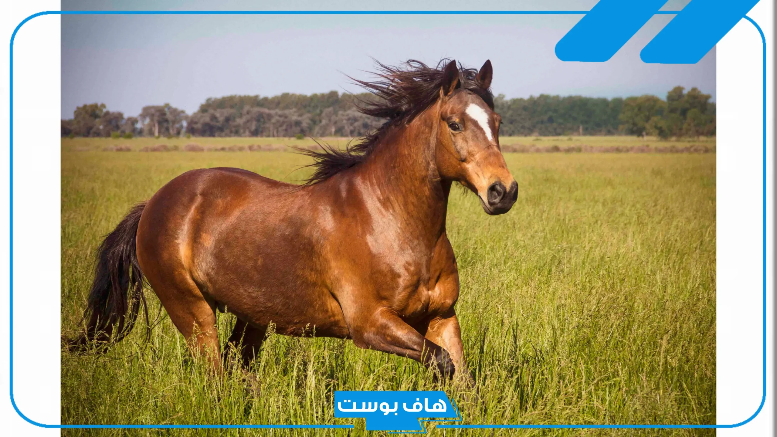 تفسير حلم رؤية الخيل في المنام ورمز الحصان في المنام لابن سيرين