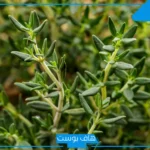تفسير حلم الزعتر في المنام للرجل والمتزوجة والعزباء عند ابن سيرين
