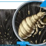 تفسير حلم الصيبان في الشعر وقتله في المنام للعالم ابن سيرين