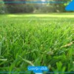 تفسير حلم العشب الاخضر في المنام للمتزوجة وقطفه لابن سيرين