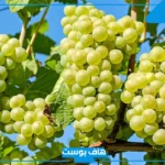 تفسير رؤية العنب الاخضر في المنام للحامل والمتزوجة لابن سيرين