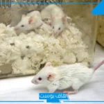 تفسير رؤية الفار الابيض بالحلم وقتله للحامل والمتزوجة عند ابن سيرين