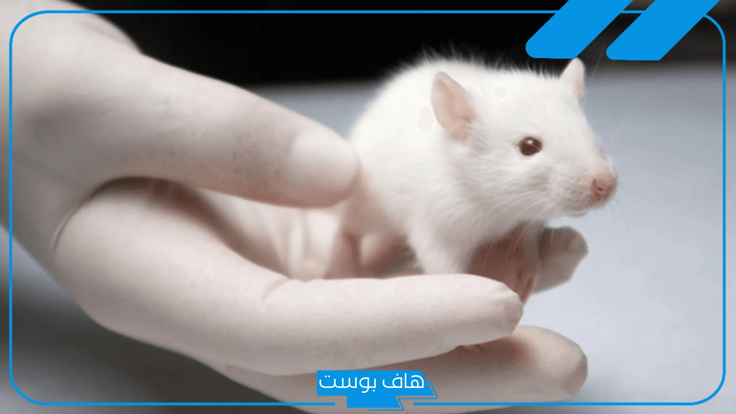 تفسير رؤية الفار الابيض بالحلم وقتله للحامل والمتزوجة عند ابن سيرين