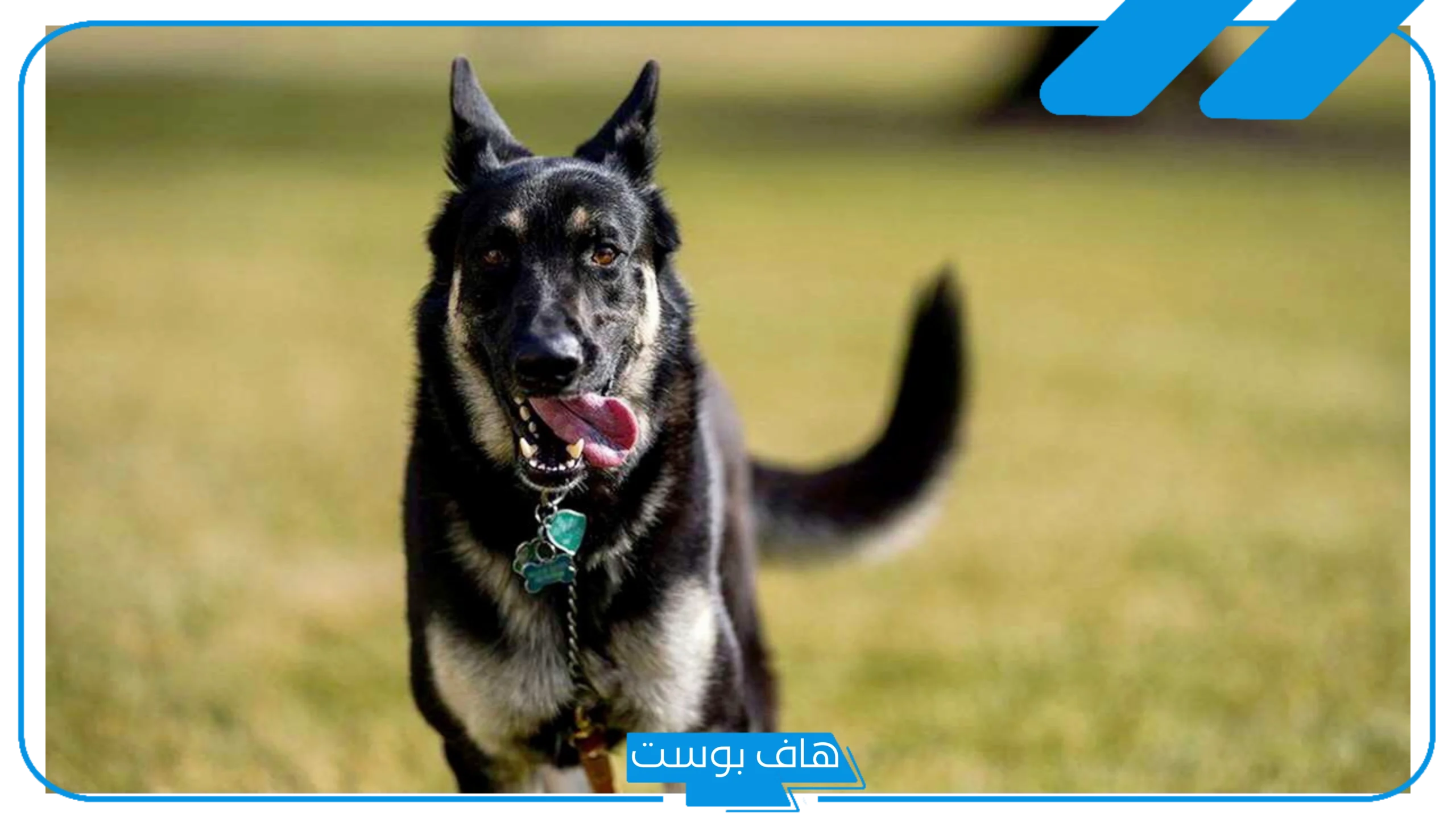 تفسير حلم الكلاب السوداء للمتزوجة والبنية الكثيرة في المنام