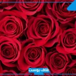 تفسير رؤية الورد الاحمر في المنام لابن سيرين للرجل والمتزوجة